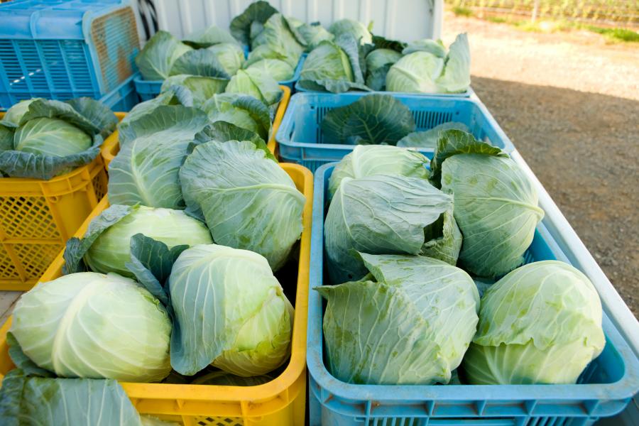 直売所向け　仕入・流通管理｜株式会社オイカワ